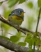 Northern Parula 01