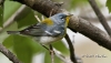 Northern Parula 02