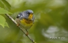 Northern Parula 03