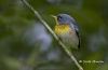 Northern Parula 04