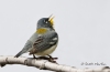 Northern Parula 05