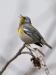 Northern Parula 06