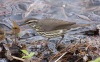 Northern Water Thrush 01