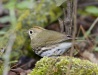 Ovenbird 01