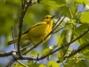 Yellow Warbler 01