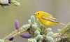 Yellow Warbler 02