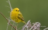 Yellow Warbler 03