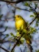 Yellow Warbler 04