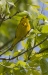 Yellow Warbler 05