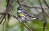 Yellow Rumped Warbler 01