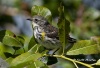 Yellow Rumped Warbler 03