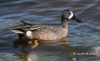 Blue Wing Teal 02