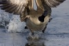 Canada Goose 04