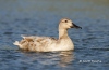 Duck Leucistic