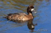 Lesser Scaup 01