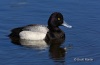 Lesser Scaup 05