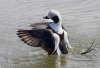 Long Tailed Duck 01