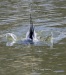 Long Tailed Duck 02