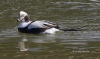 Long Tailed Duck 03