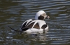 Long Tailed Duck 04