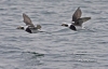 Long Tailed Duck 05
