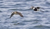 Long Tailed Duck 06