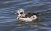 Long Tailed Duck 07