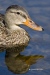 Mallard 03
