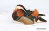 Mandarin Duck 01