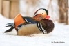 Mandarin Duck 02