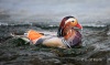 Mandarin Duck 05