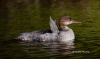 Common Merganser 01