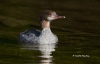 Common Merganser 02