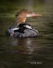 Common Merganser 03