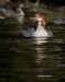 Common Merganser 05