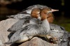 Common Merganser 06