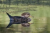 Hooded Merganser 02