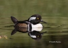 Hooded Merganser 03