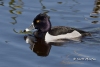 Ring Necked Duck 01