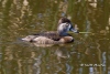 Ring Necked Duck 02