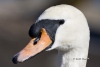 Mute Swan 01