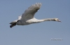 Mute Swan 03