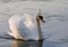 Mute Swan 04