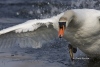 Mute Swan 05