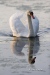 Mute Swan 06