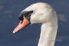 Mute Swan 07