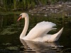 Mute Swan 10