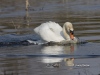 Mute Swan 11