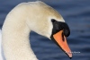 Mute Swan 12