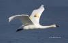 Trumpeter Swan 01